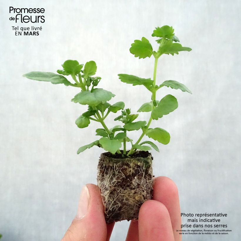 Amostra de Bacopa Scopia Double Lavender Mini-motte Ø 3/4 cm tal como entregue na primavera