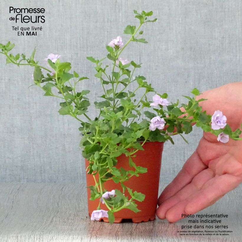 Amostra de Bacopa Scopia Double Lavender Godet de 8/9 cm tal como entregue na primavera