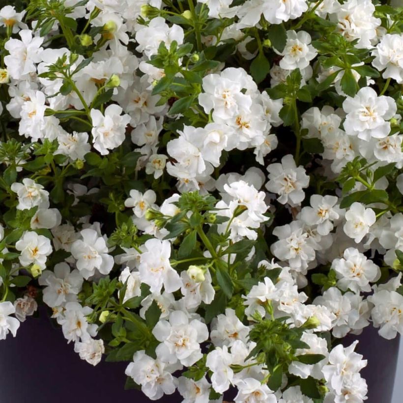Bacopa Scopia Double Snowball em minimottes (Floração)