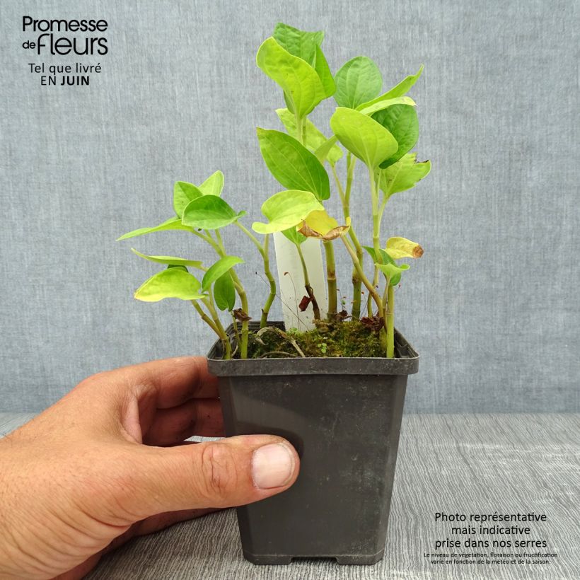 Amostra de Baldellia ranunculoides Vaso de 8/9 cm tal como entregue no verão