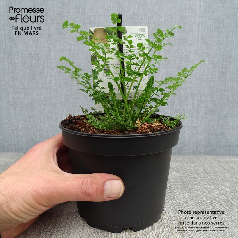 Amostra de Baldellia ranunculoides Vaso de 8/9 cm tal como entregue na primavera