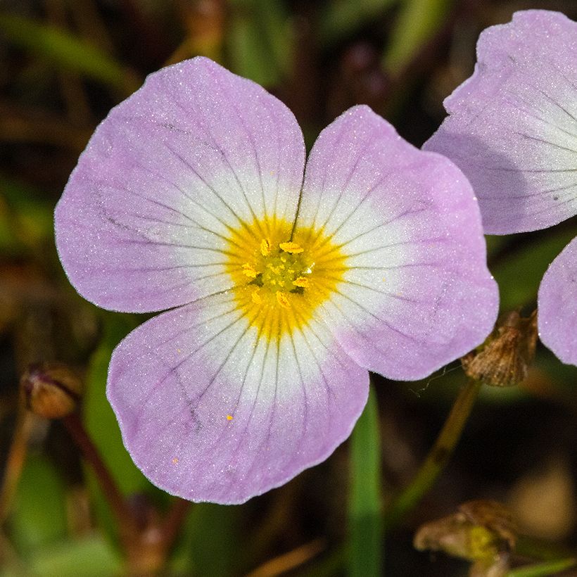 Baldellia ranunculoides (Floração)
