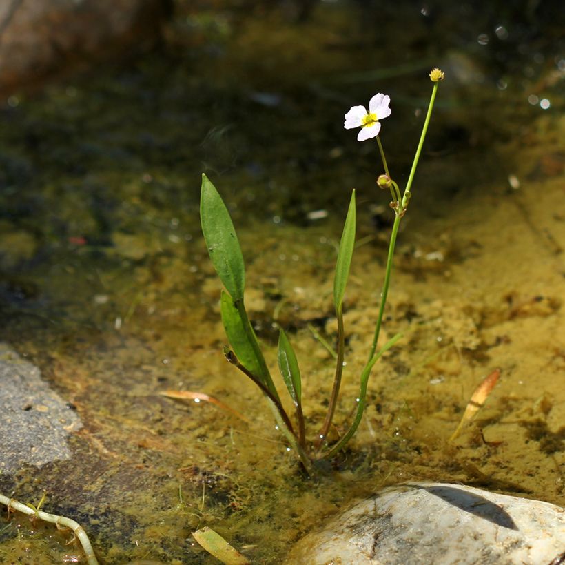 Baldellia ranunculoides (Hábito)
