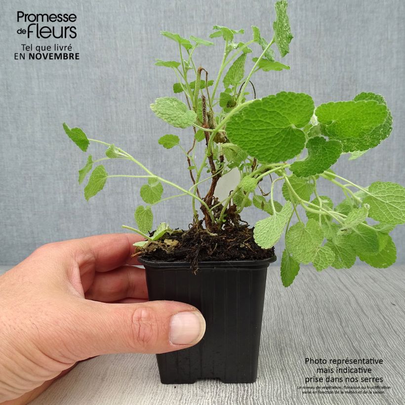 Amostra de Ballota pseudodictamnus Vaso de 8/9 cm tal como entregue no outono