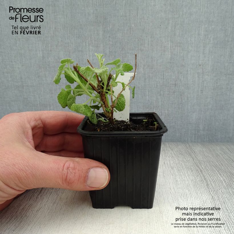 Amostra de Ballota pseudodictamnus - Ballote pseudodictame Vaso de 8/9 cm tal como entregue no inverno