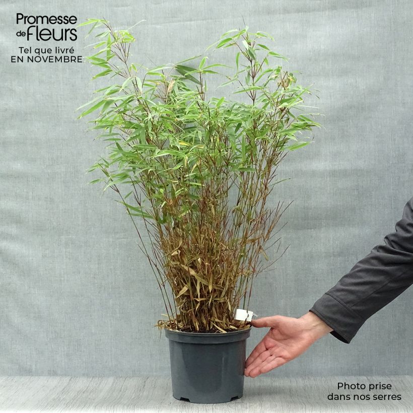 Amostra de Fargesia rufa Vaso de 4 L/5 L tal como entregue no outono