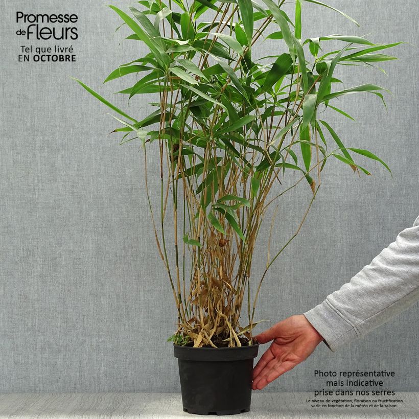 Amostra de Pseudosasa japonica Vaso de 2 L/3 L tal como entregue no outono