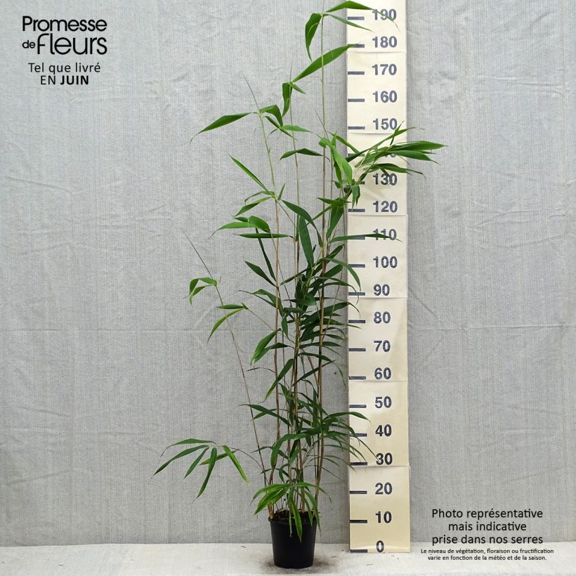 Amostra de Pseudosasa japonica Vaso de 2 L/3 L tal como entregue no verão