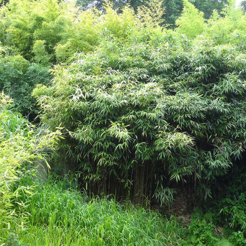Phyllostachys bissetii (Hábito)