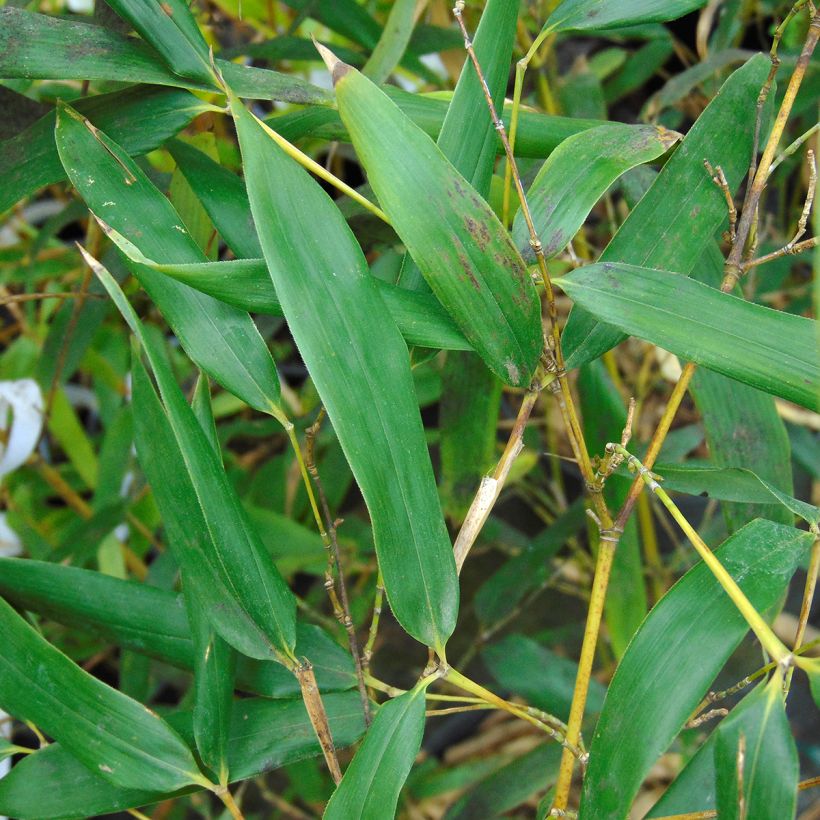 Phyllostachys bissetii (Folhagem)
