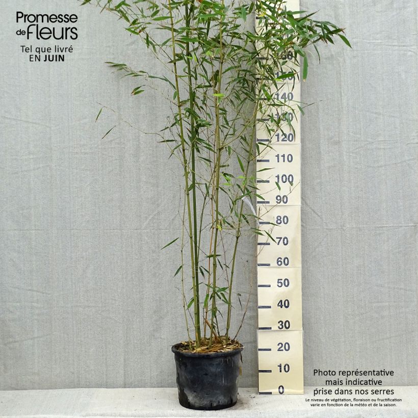 Amostra de Phyllostachys bissetii Vaso de 12 L/15 L tal como entregue no verão