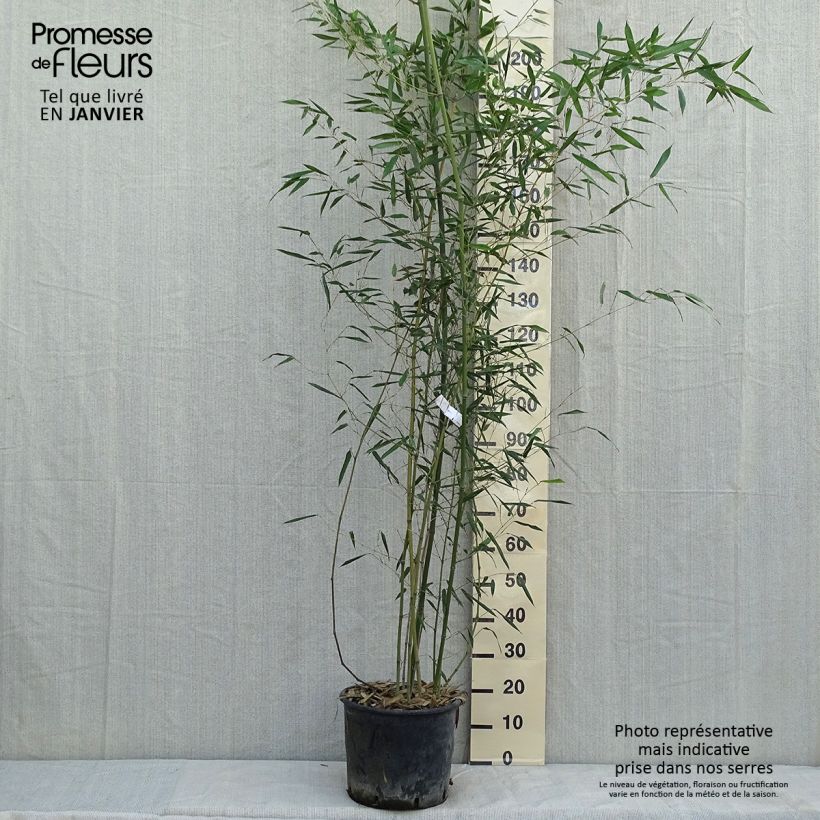 Amostra de Bambou - Phyllostachys bissetii  Vaso de 12 L/15 L tal como entregue no inverno