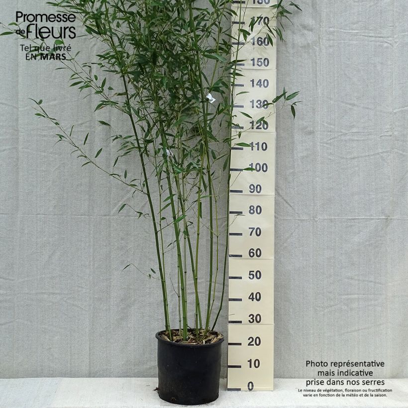Amostra de Phyllostachys bissetii Vaso de 12 L/15 L tal como entregue na primavera
