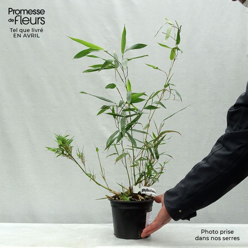 Amostra de Phyllostachys bissetii Vaso de 2 L/3 L tal como entregue na primavera