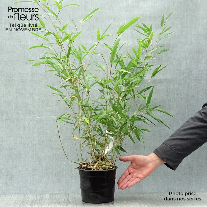 Amostra de Phyllostachys bissetii Vaso de 2 L/3 L tal como entregue no outono