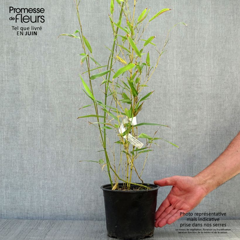 Amostra de Phyllostachys bissetii Vaso de 2 L/3 L tal como entregue no verão