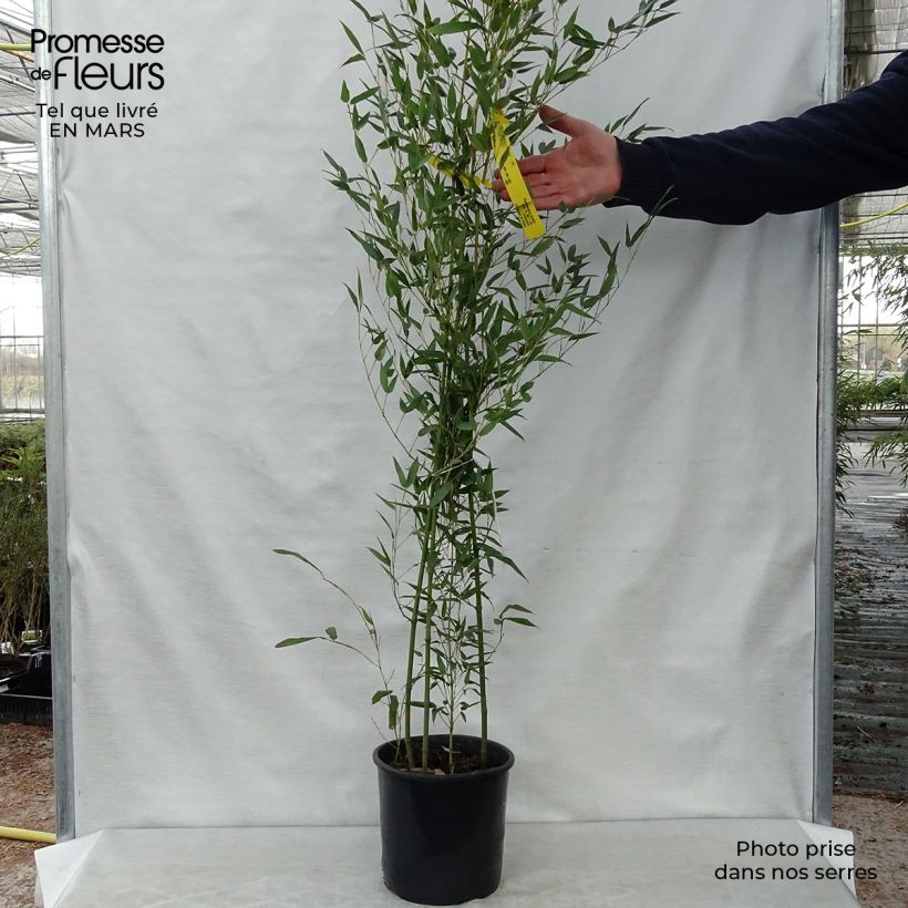 Amostra de Phyllostachys bissetii Vaso de 4 L/5 L tal como entregue na primavera