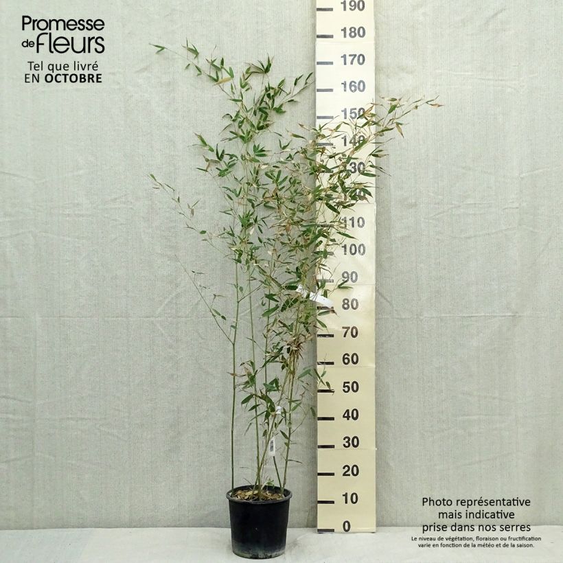 Amostra de Phyllostachys bissetii Vaso de 4 L/5 L tal como entregue no outono