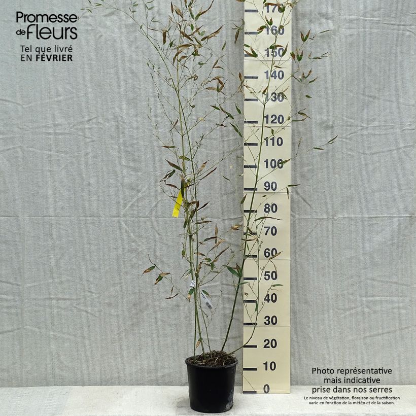 Amostra de Bambou - Phyllostachys bissetii  Vaso de 4 L/5 L tal como entregue no inverno