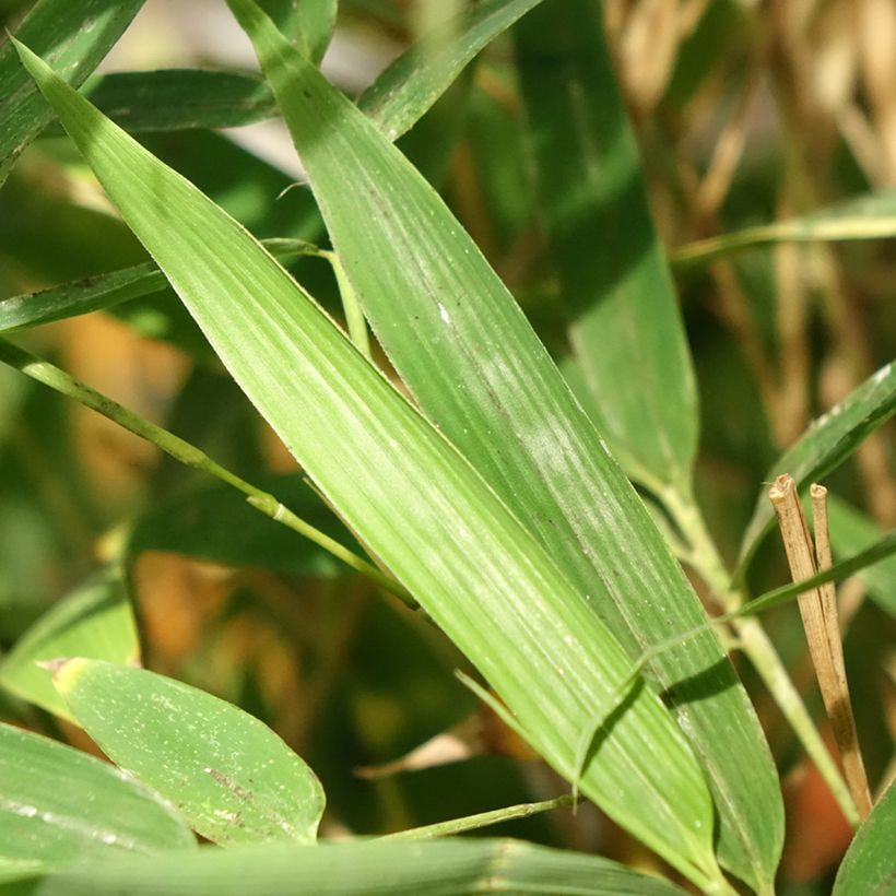 Phyllostachys aurea Koï (Folhagem)
