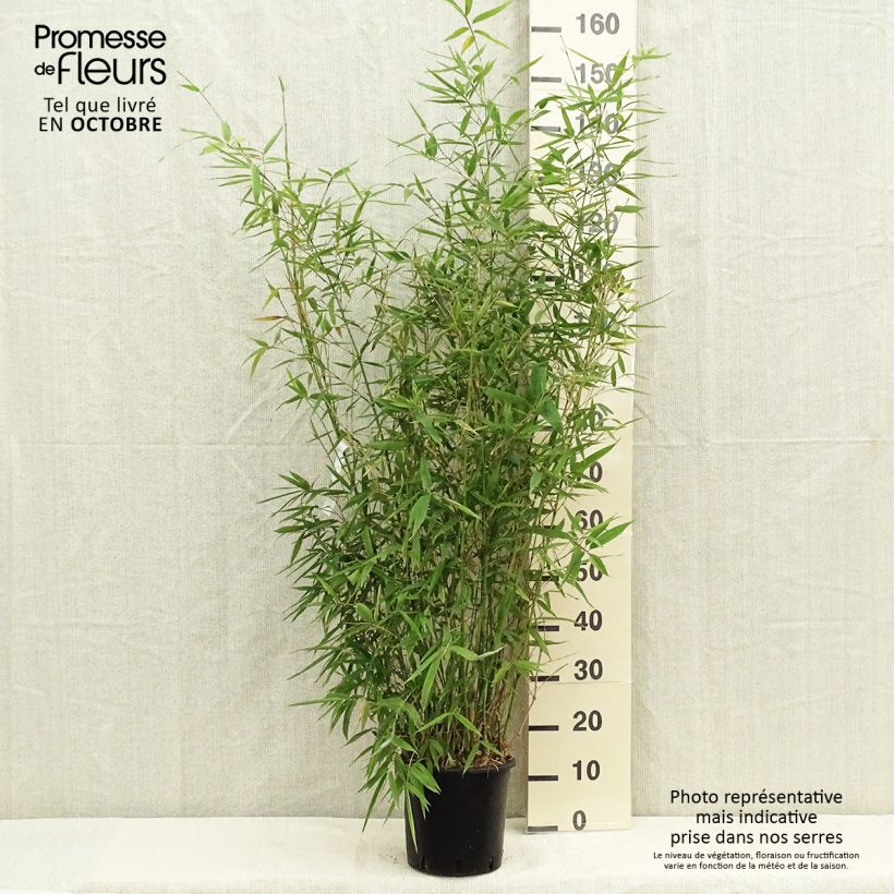 Amostra de Phyllostachys aurea Vaso de 4 L/5 L tal como entregue no outono