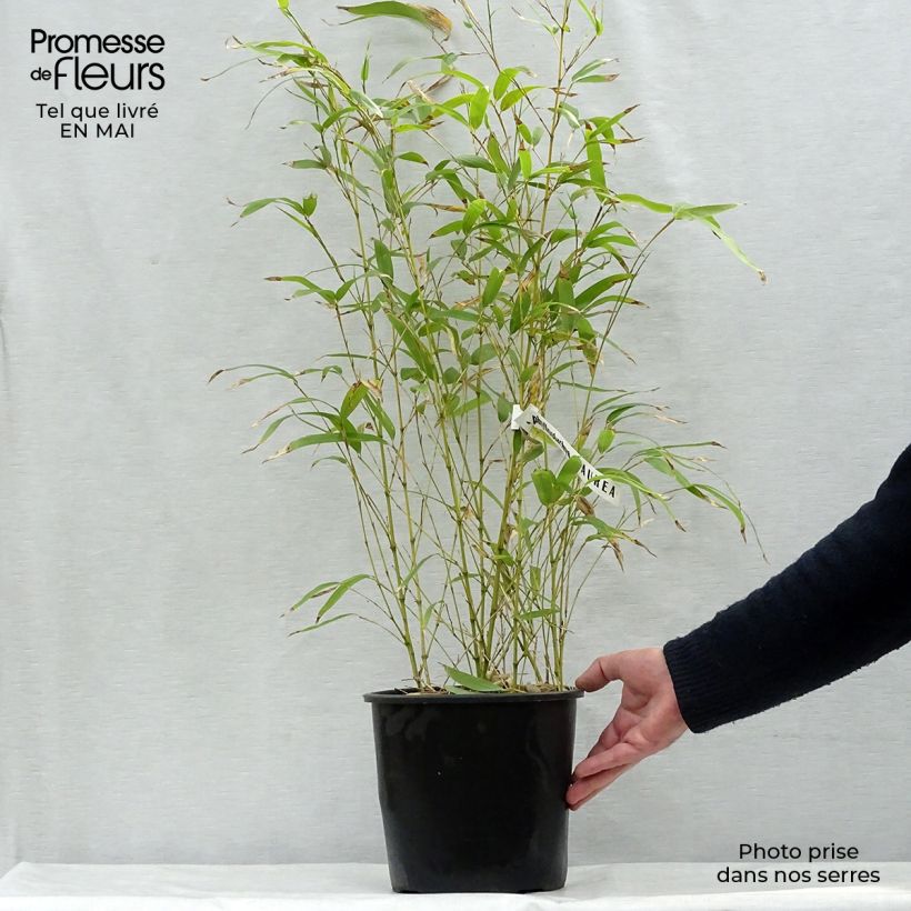 Amostra de Phyllostachys aurea Vaso de 4 L/5 L tal como entregue na primavera