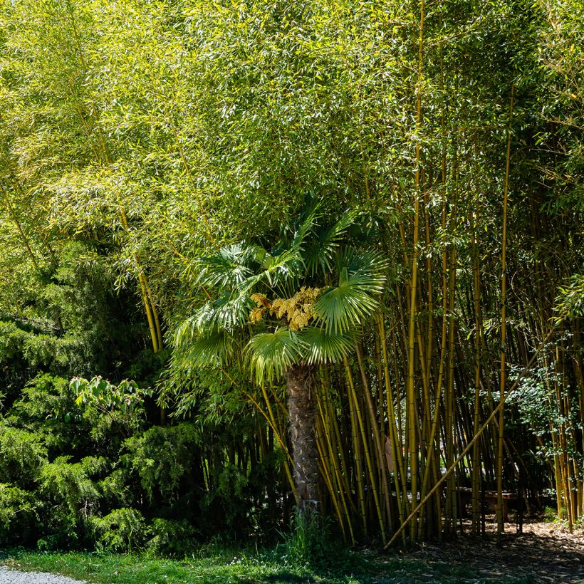 Phyllostachys aureosulcata Aureocaulis (Hábito)
