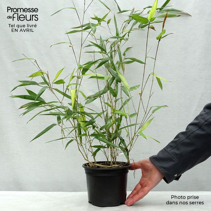 Amostra de Phyllostachys aureosulcata Aureocaulis Vaso de 2 L/3 L tal como entregue na primavera