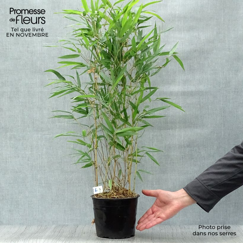 Amostra de Phyllostachys aureosulcata Aureocaulis Vaso de 2 L/3 L tal como entregue no outono