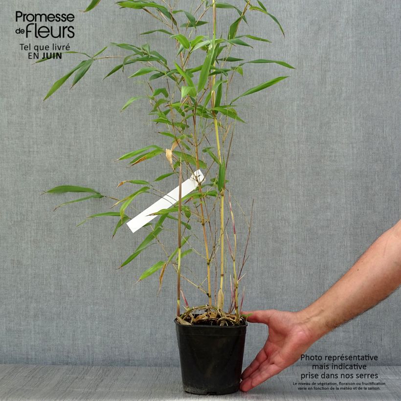 Amostra de Phyllostachys aureosulcata Aureocaulis Vaso de 2 L/3 L tal como entregue no verão