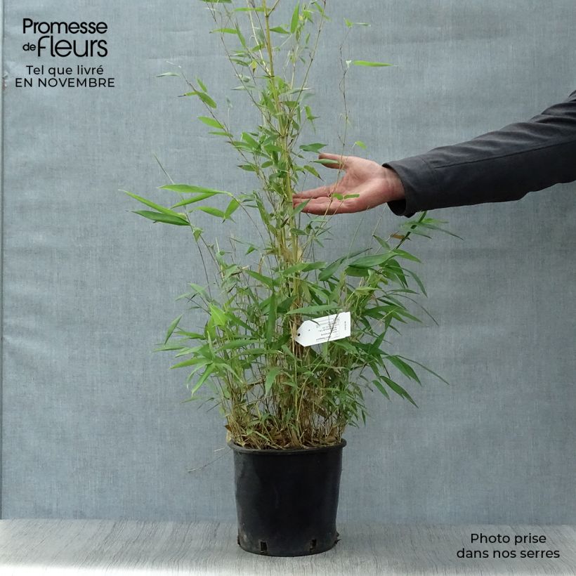 Amostra de Phyllostachys aureosulcata Aureocaulis Vaso de 4 L/5 L tal como entregue no outono