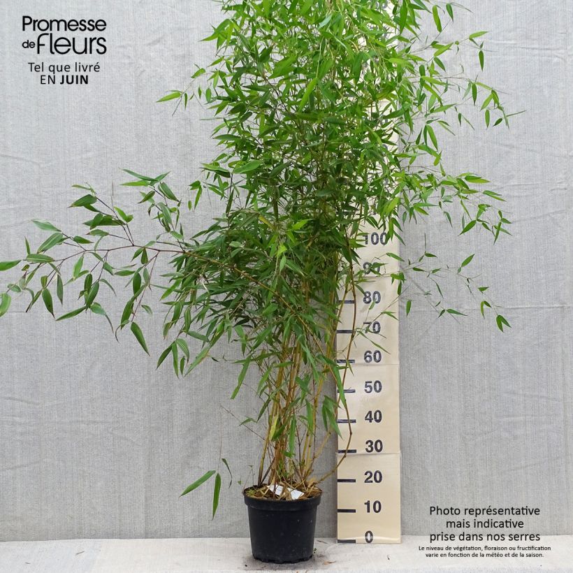 Amostra de Phyllostachys aureosulcata Aureocaulis Vaso de 4 L/5 L tal como entregue no verão