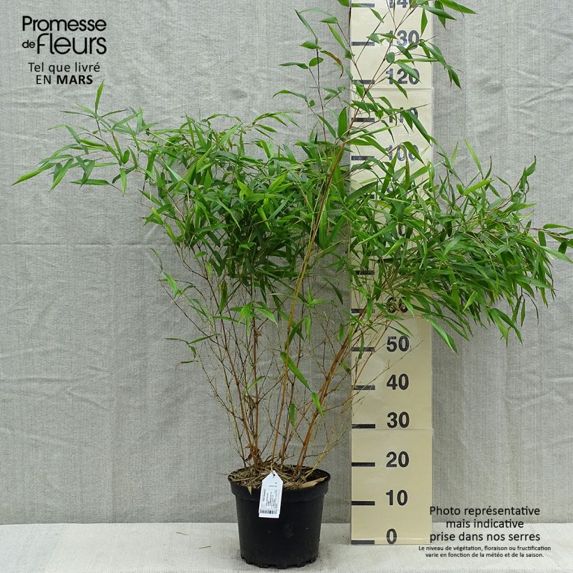Amostra de Phyllostachys aureosulcata Aureocaulis Vaso de 4 L/5 L tal como entregue na primavera