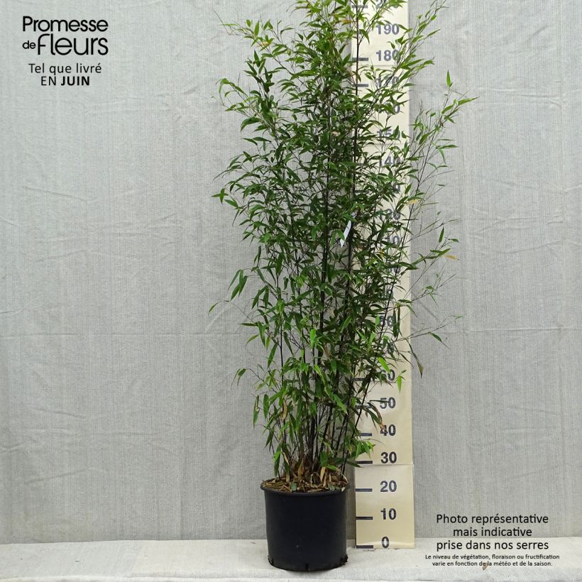 Amostra de Phyllostachys nigra Vaso de 12 L/15 L tal como entregue no verão