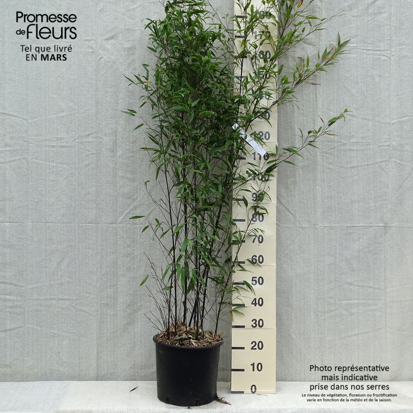 Amostra de Phyllostachys nigra Vaso de 12 L/15 L tal como entregue no inverno