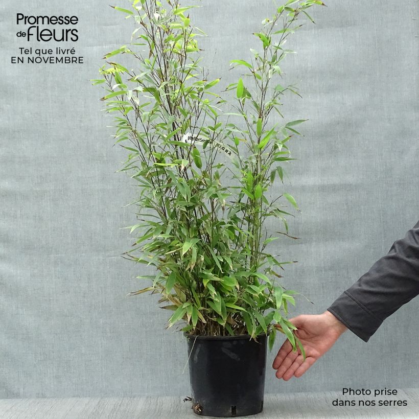 Amostra de Phyllostachys nigra Vaso de 4 L/5 L tal como entregue no outono