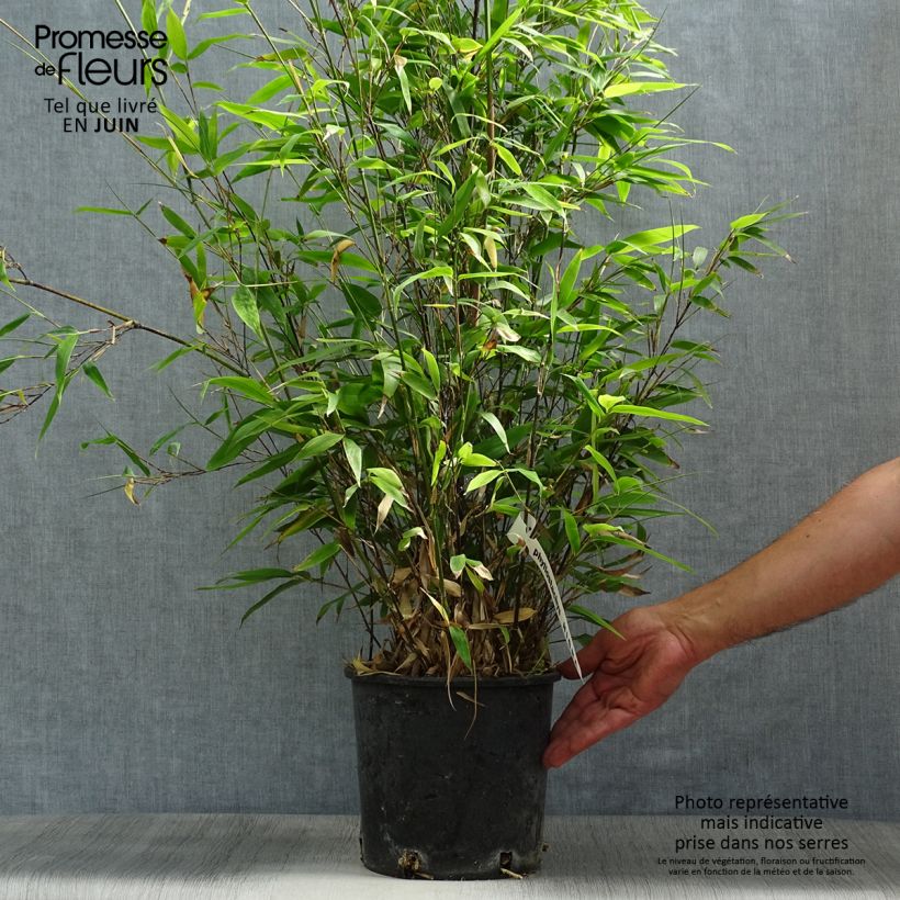 Amostra de Phyllostachys nigra Vaso de 4 L/5 L tal como entregue no verão