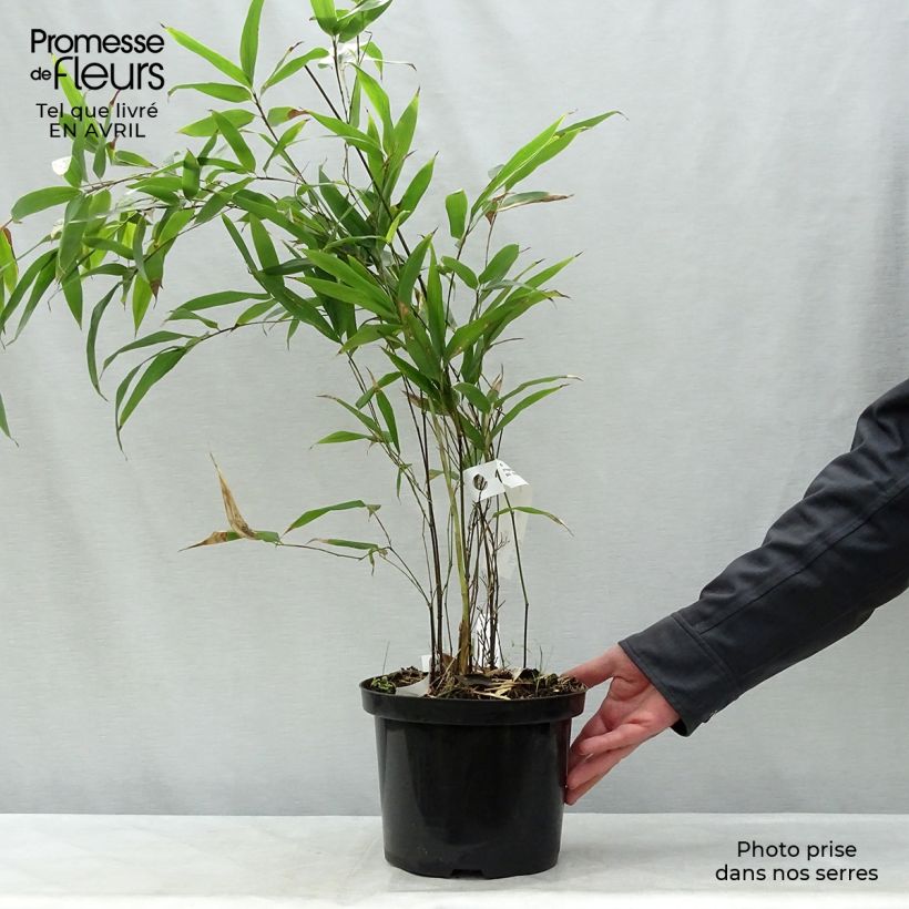 Amostra de Phyllostachys nigra Vaso de 4 L/5 L tal como entregue na primavera