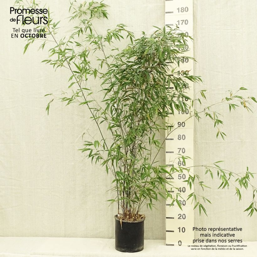 Amostra de Phyllostachys nigra Vaso de 7,5 L/10 L tal como entregue no verão