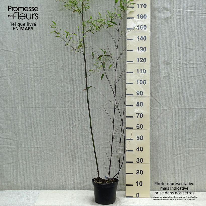 Amostra de Phyllostachys nigra Vaso de 7,5 L/10 L tal como entregue na primavera