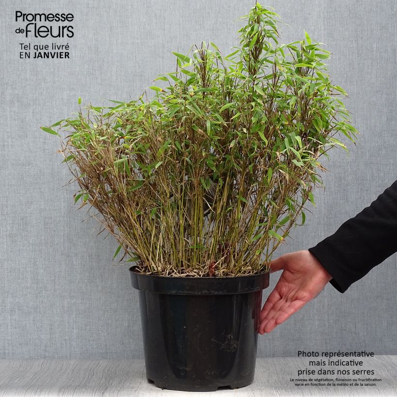 Amostra de Bambou non traçant - Fargesia murielae Bimbo Vaso de 2 L/3 L tal como entregue no inverno