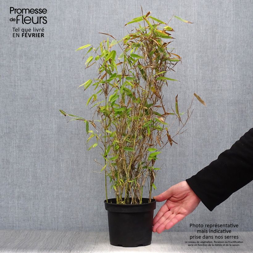 Amostra de Fargesia murielae Simba - Bambou non traçant Vaso de 2 L/3 L tal como entregue no inverno