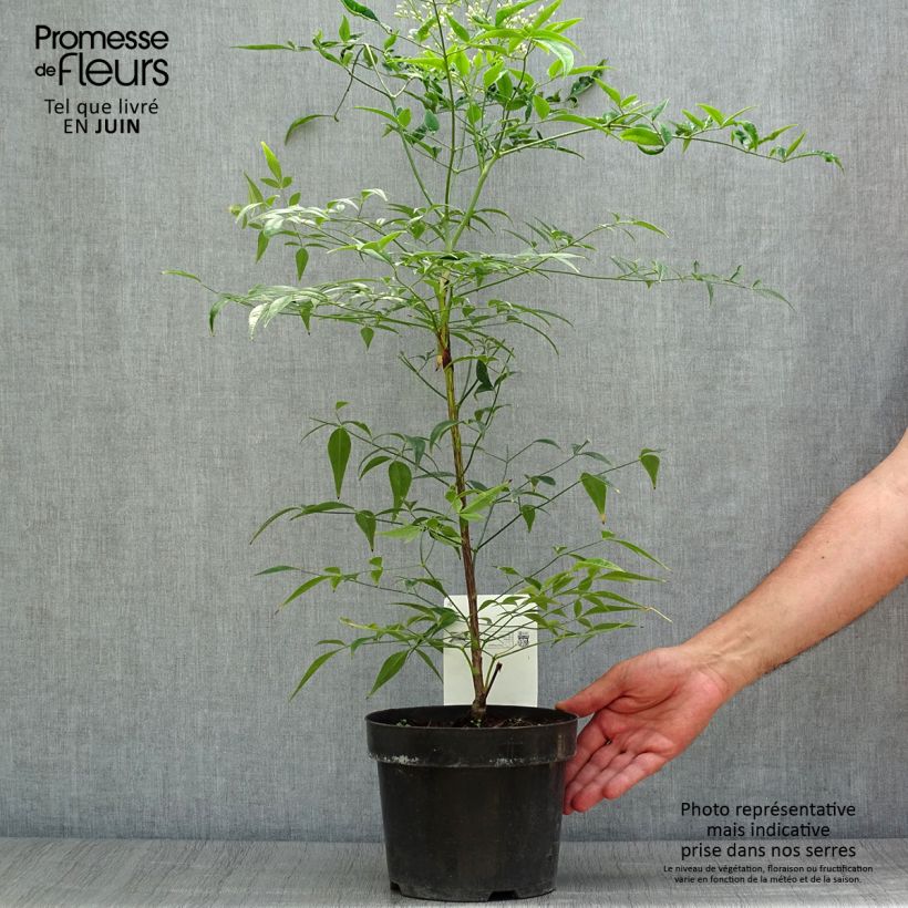 Amostra de Nandina domestica Brightlight Vaso de 3 L/4 L tal como entregue no verão