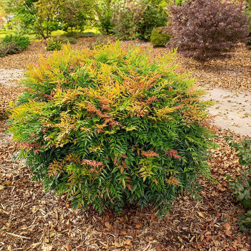 Nandina domestica Magical Sunrise (Hábito)