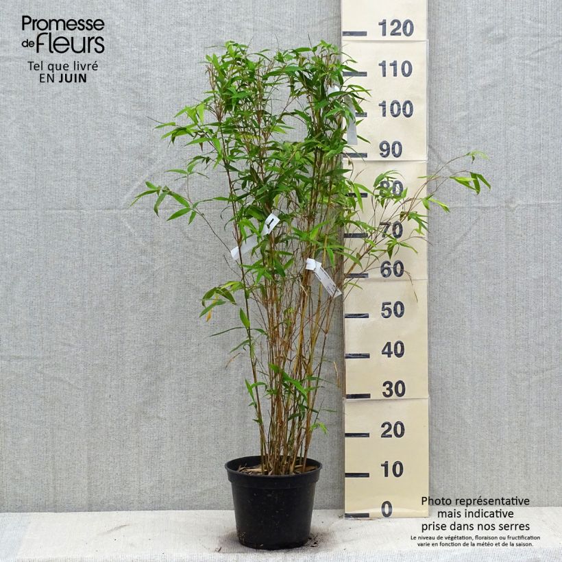 Amostra de Bambusa glaucescens Multiplex Vaso de 4 L/5 L tal como entregue no verão