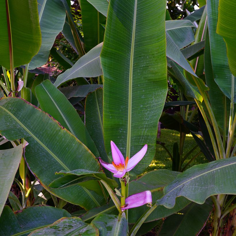 Musa velutina - Bananeira-rosa (Folhagem)