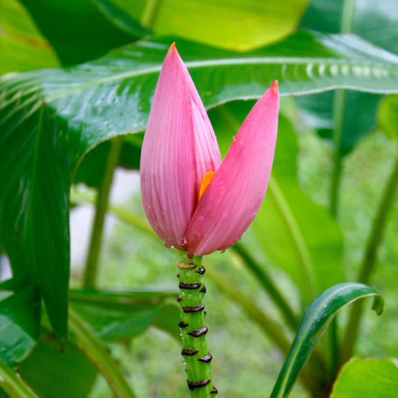 Musa velutina - Bananeira-rosa (Floração)