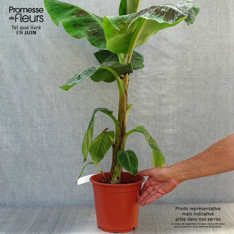 Amostra de Musa acuminata Dwarf Cavendish Vaso de 6 L/7 L tal como entregue no verão