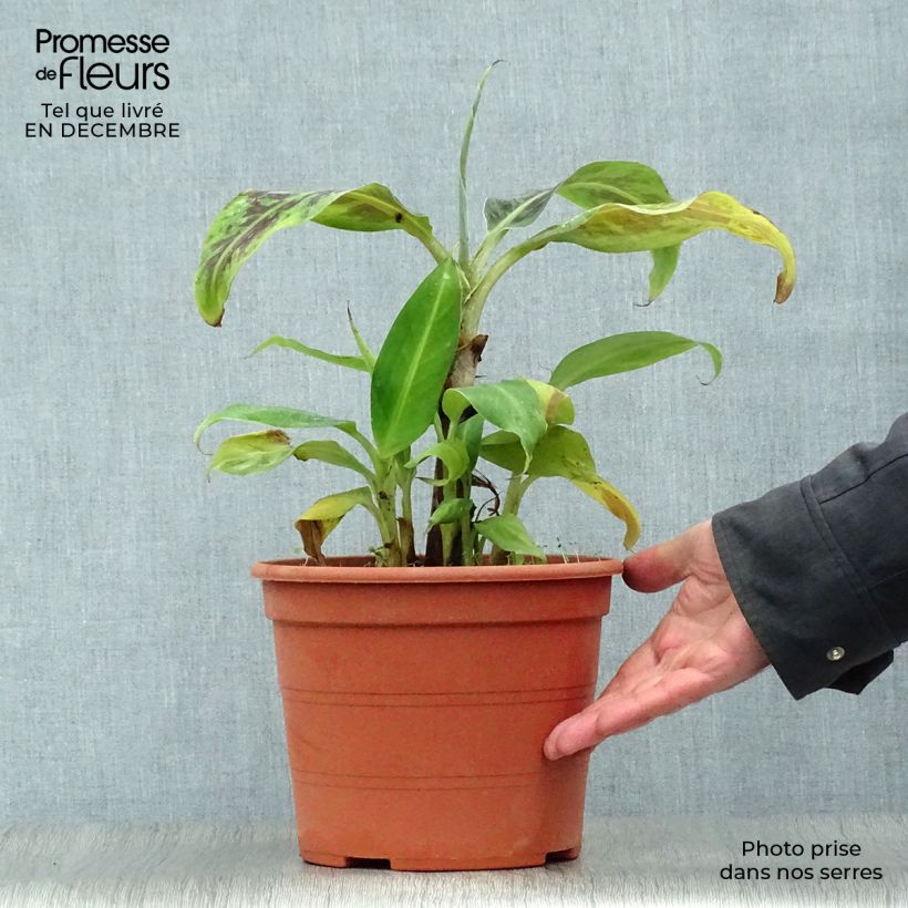 Amostra de Bananier nain - Musa acuminata Dwarf Cavendish Vaso de 6 L/7 L tal como entregue no inverno