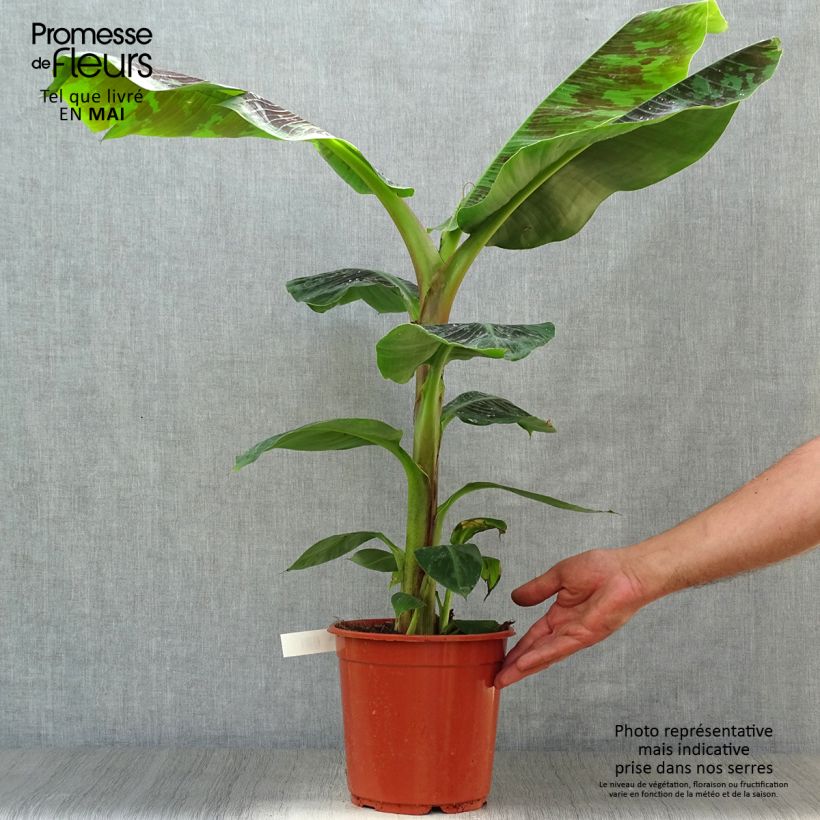 Amostra de Musa acuminata Dwarf Cavendish Vaso de 6 L/7 L tal como entregue na primavera